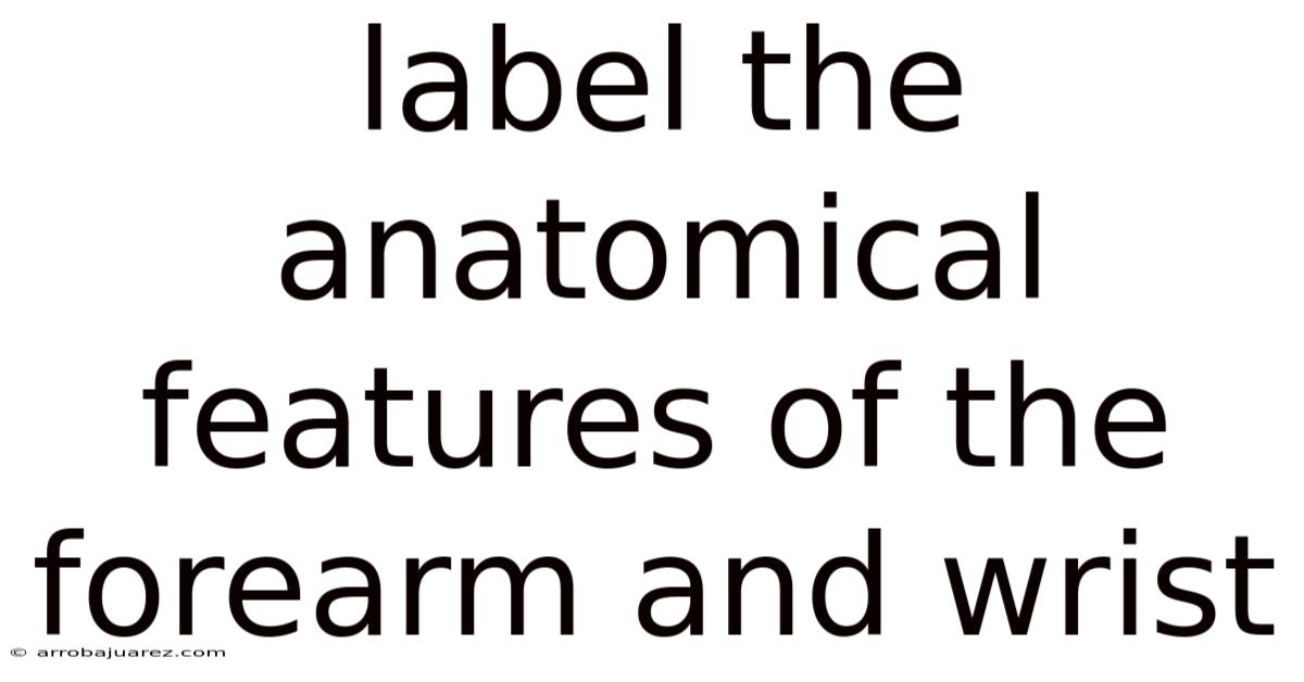 Label The Anatomical Features Of The Forearm And Wrist
