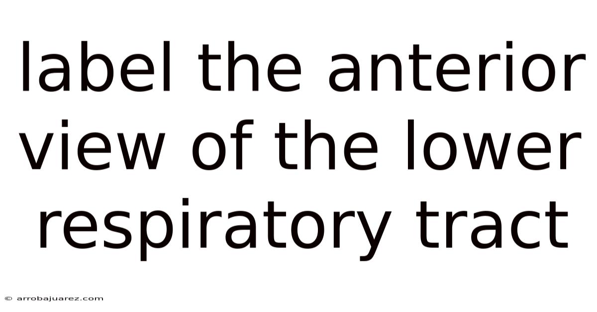 Label The Anterior View Of The Lower Respiratory Tract