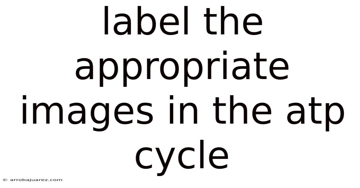 Label The Appropriate Images In The Atp Cycle