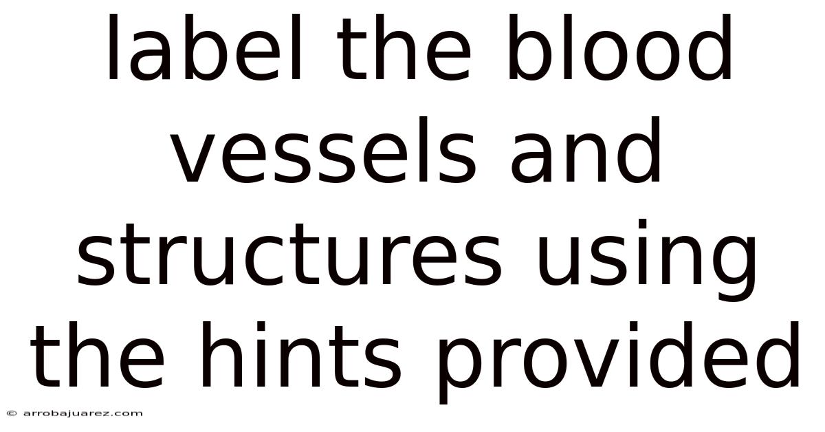 Label The Blood Vessels And Structures Using The Hints Provided