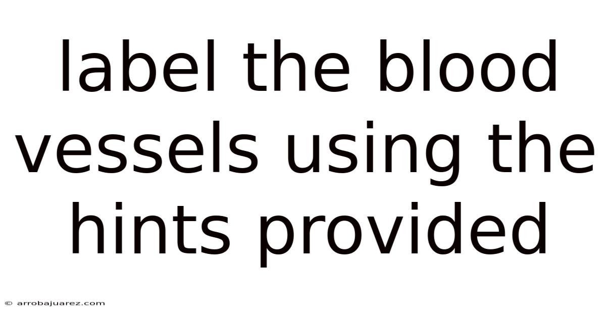 Label The Blood Vessels Using The Hints Provided