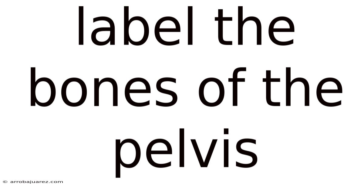 Label The Bones Of The Pelvis