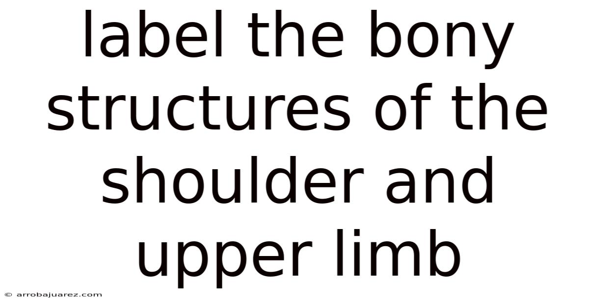 Label The Bony Structures Of The Shoulder And Upper Limb