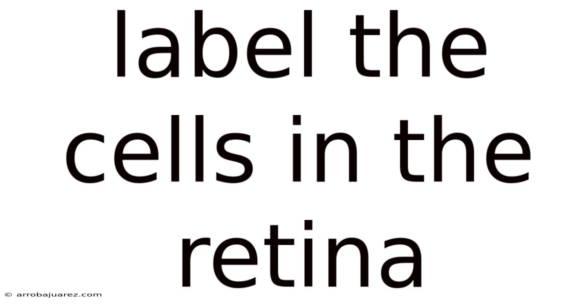 Label The Cells In The Retina