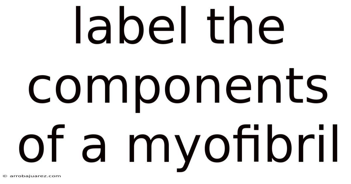 Label The Components Of A Myofibril