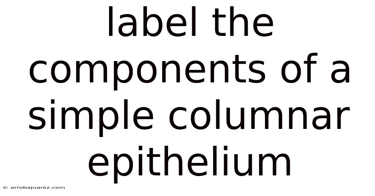 Label The Components Of A Simple Columnar Epithelium