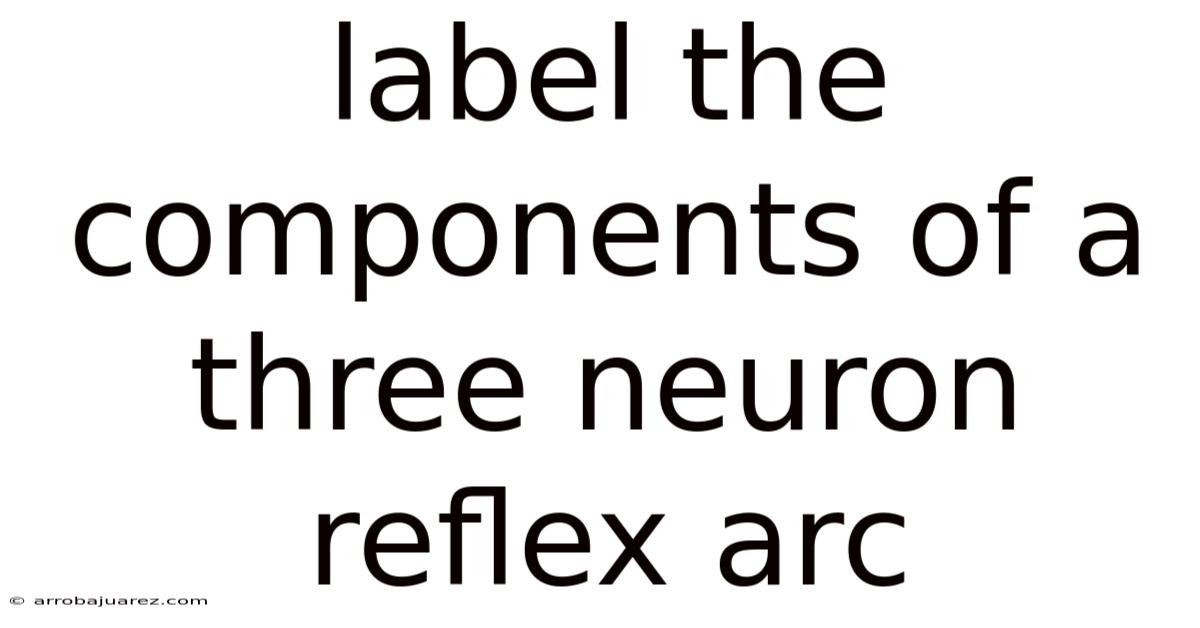 Label The Components Of A Three Neuron Reflex Arc