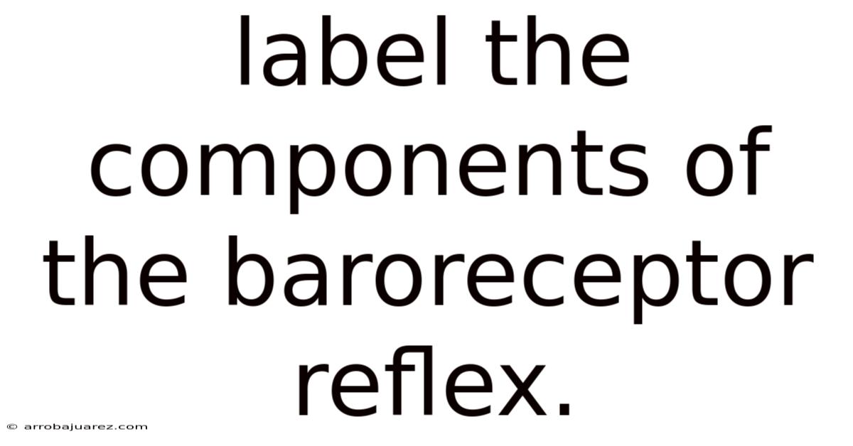 Label The Components Of The Baroreceptor Reflex.