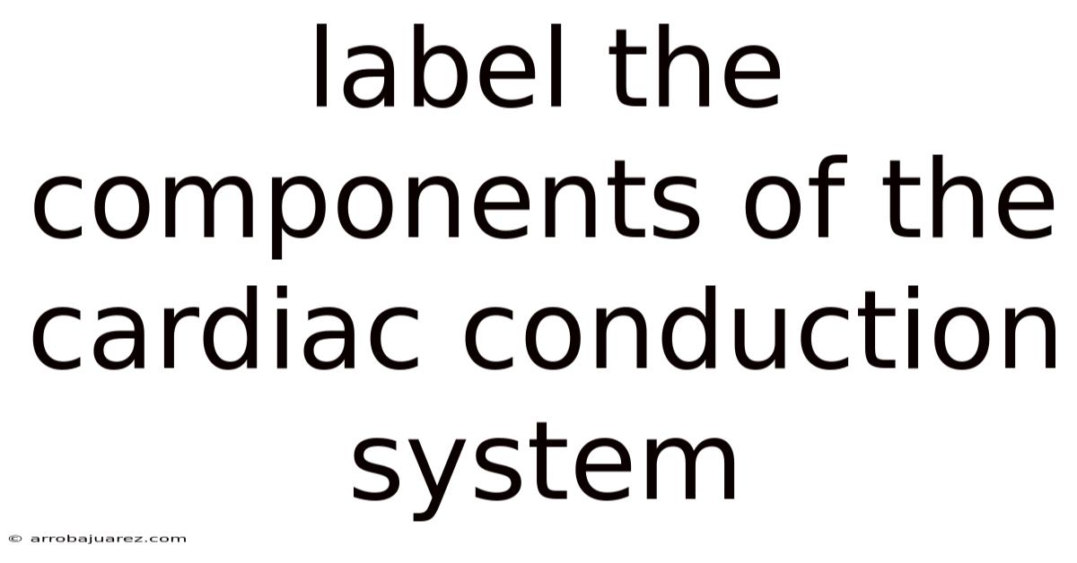 Label The Components Of The Cardiac Conduction System