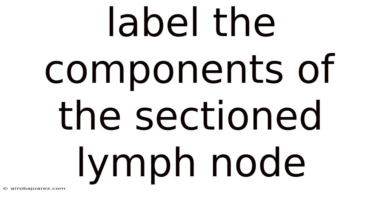 Label The Components Of The Sectioned Lymph Node