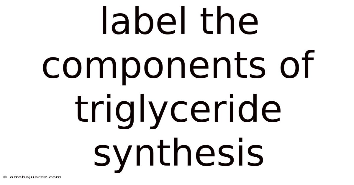 Label The Components Of Triglyceride Synthesis