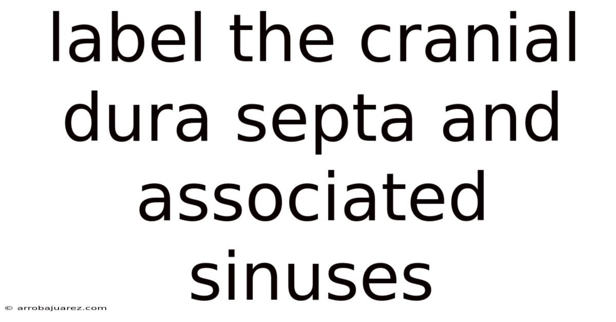 Label The Cranial Dura Septa And Associated Sinuses