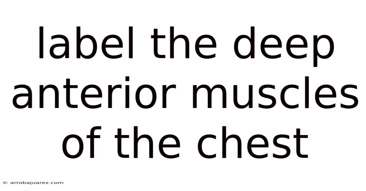 Label The Deep Anterior Muscles Of The Chest