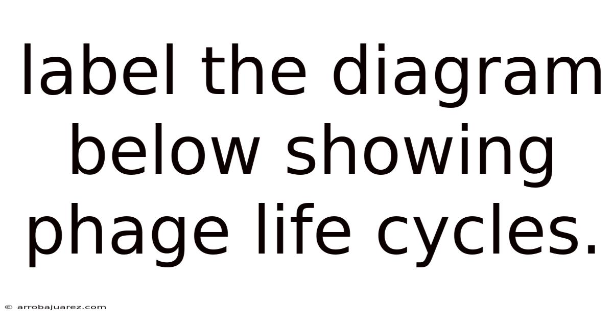 Label The Diagram Below Showing Phage Life Cycles.