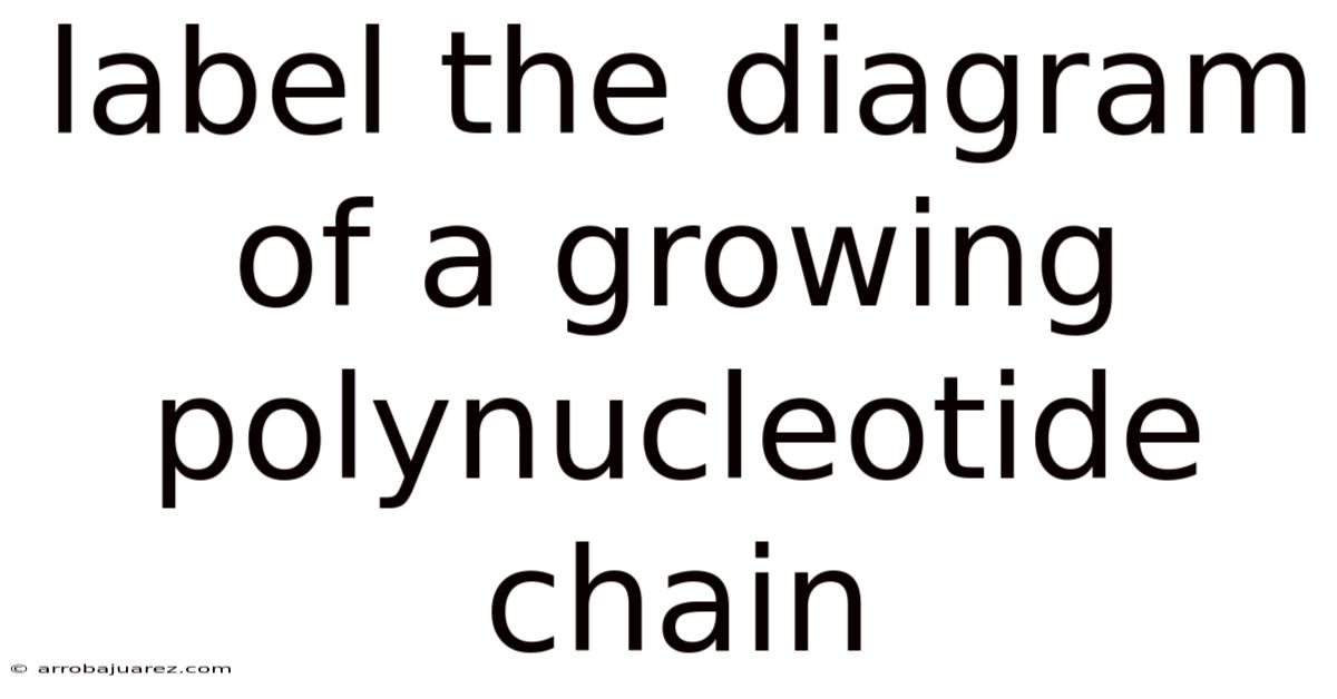 Label The Diagram Of A Growing Polynucleotide Chain