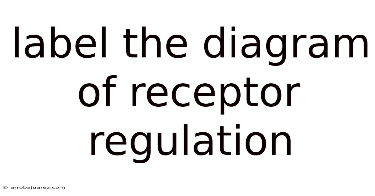 Label The Diagram Of Receptor Regulation