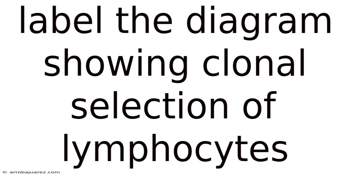 Label The Diagram Showing Clonal Selection Of Lymphocytes