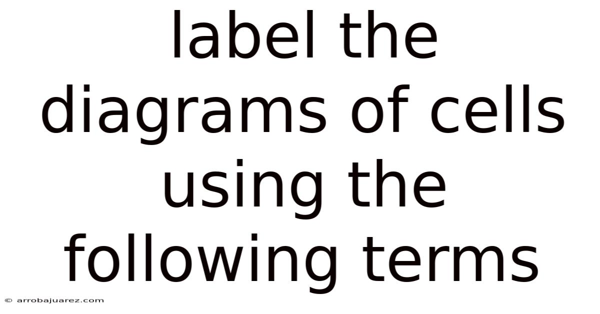 Label The Diagrams Of Cells Using The Following Terms