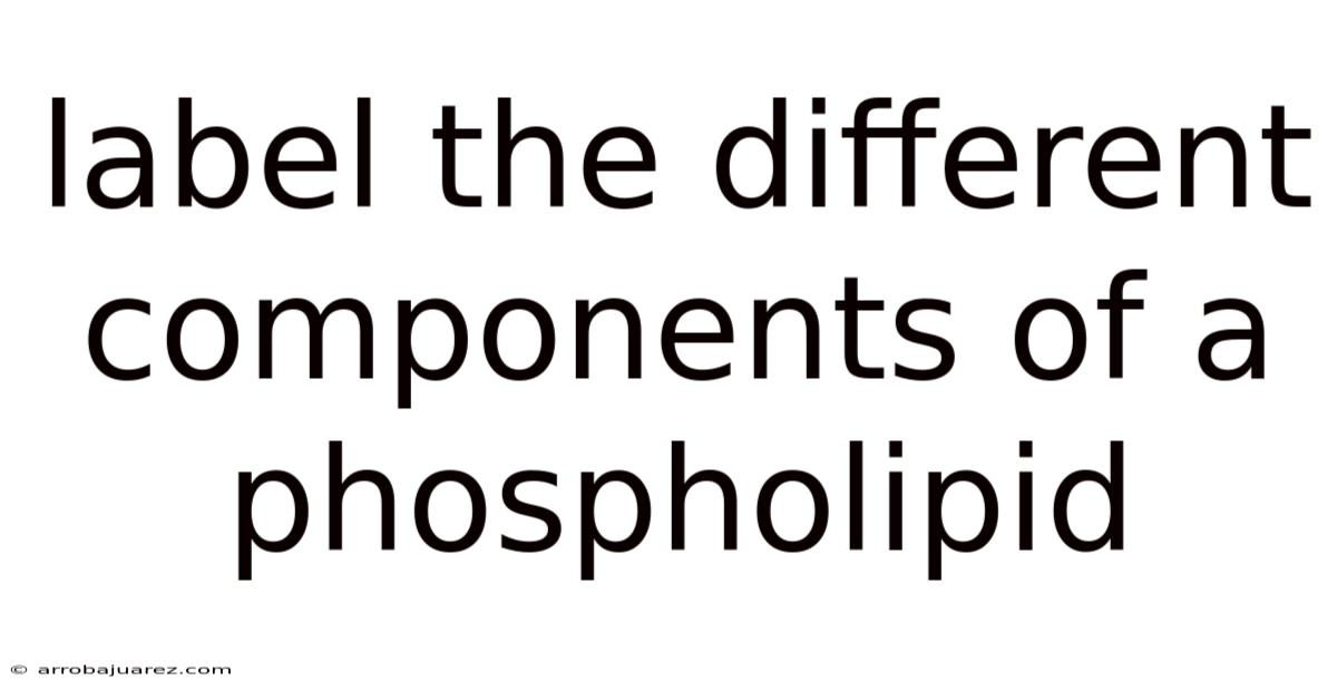 Label The Different Components Of A Phospholipid