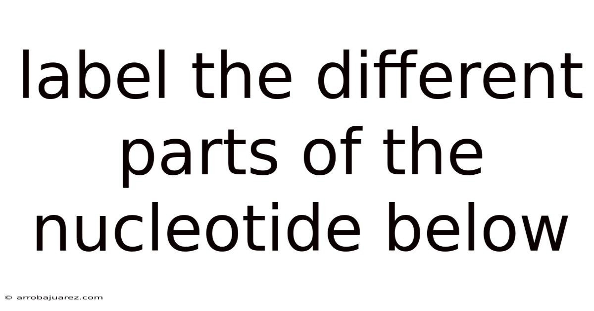 Label The Different Parts Of The Nucleotide Below