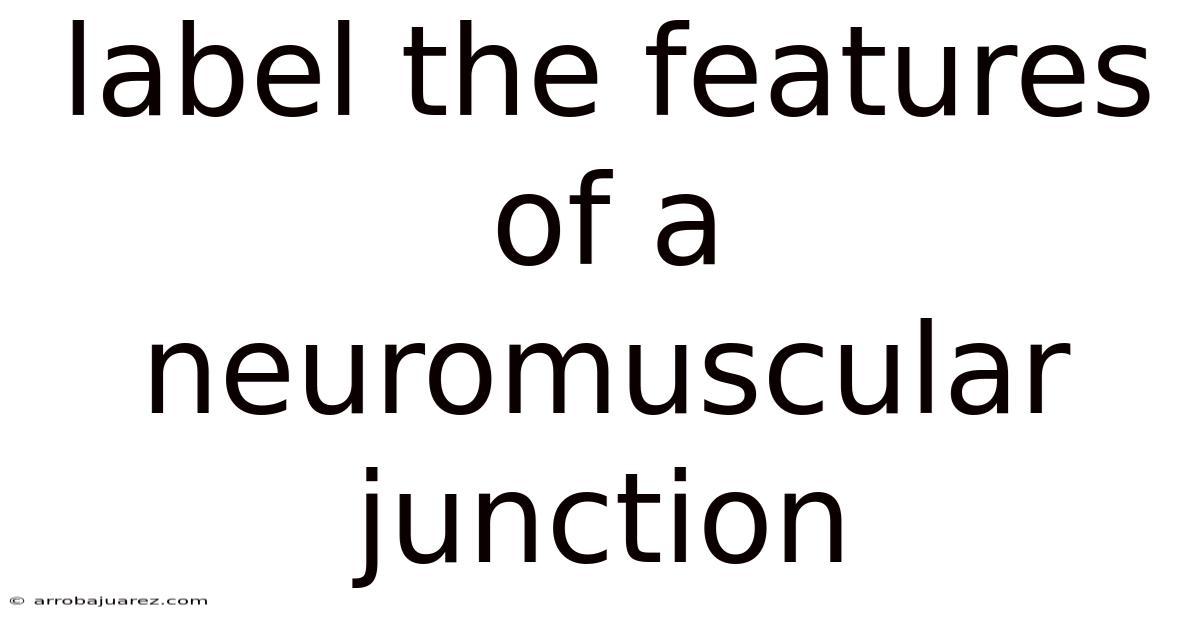 Label The Features Of A Neuromuscular Junction