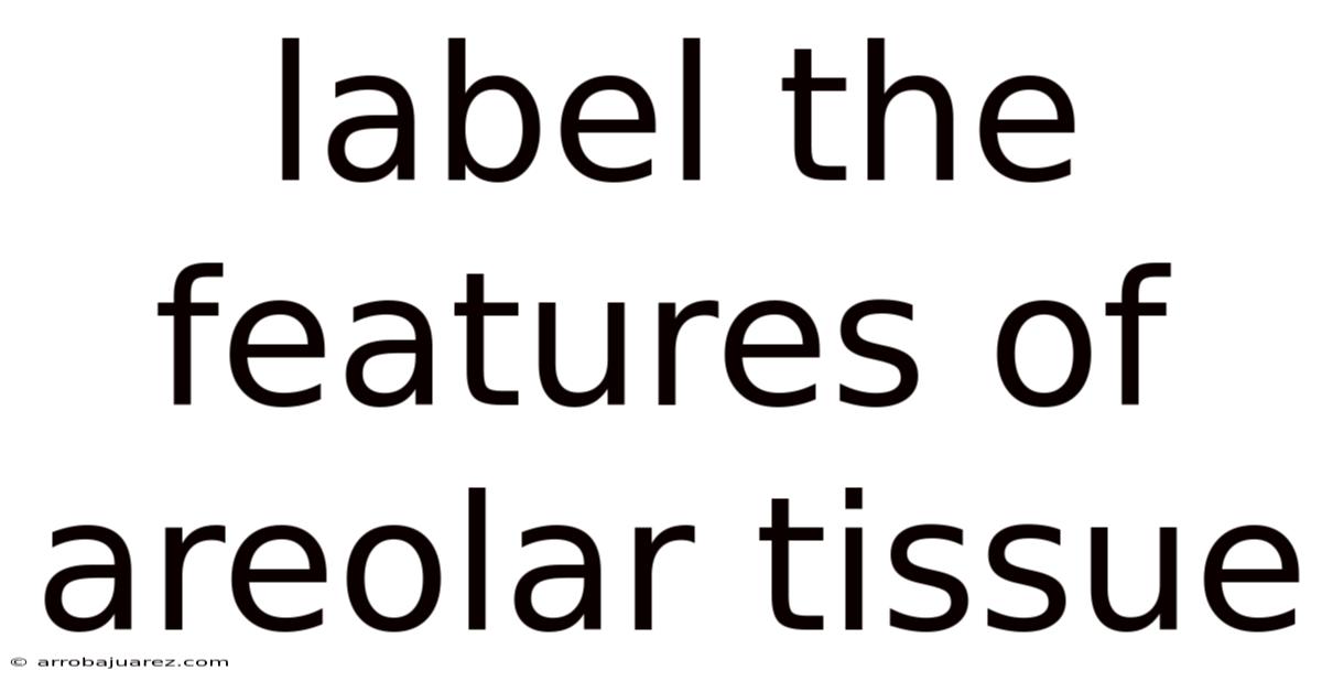 Label The Features Of Areolar Tissue