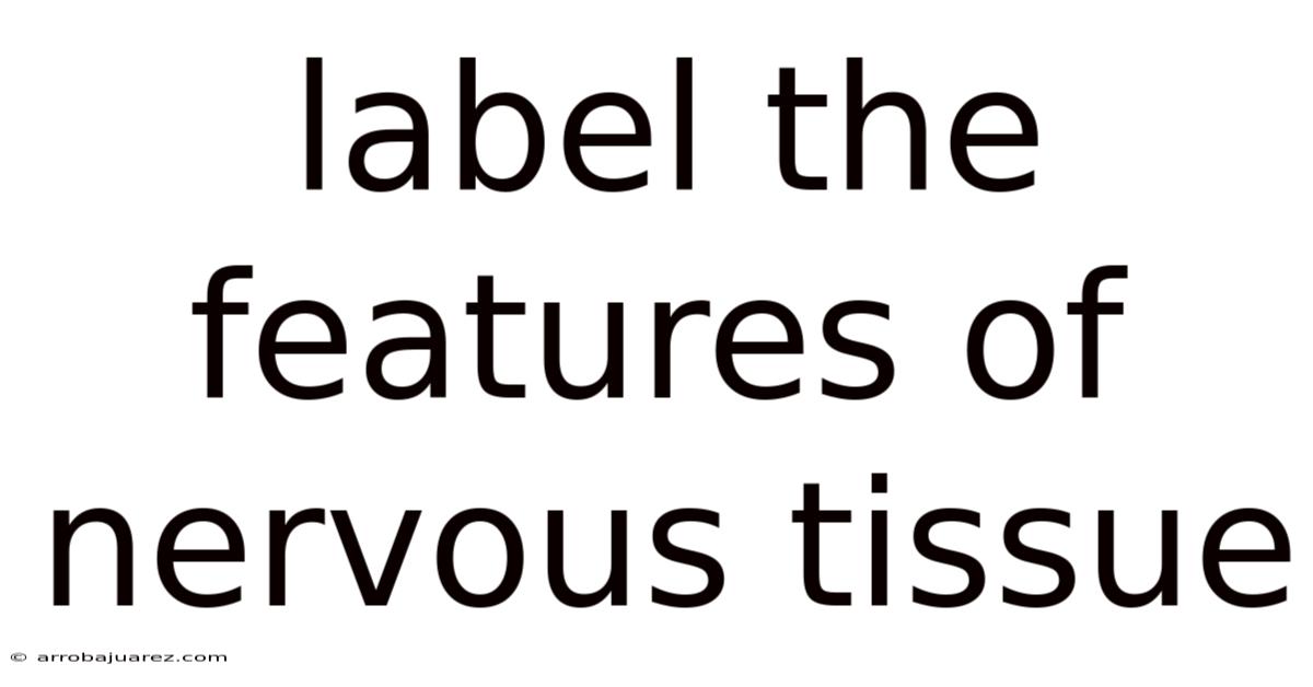 Label The Features Of Nervous Tissue