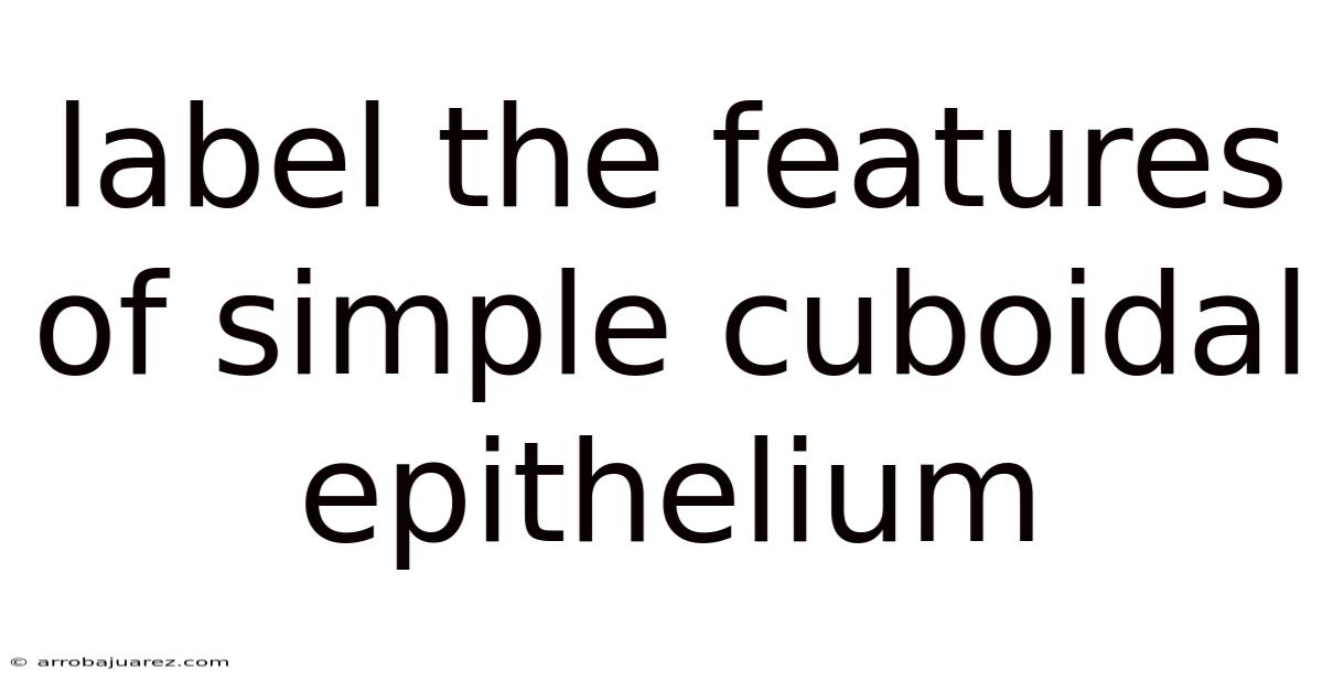 Label The Features Of Simple Cuboidal Epithelium