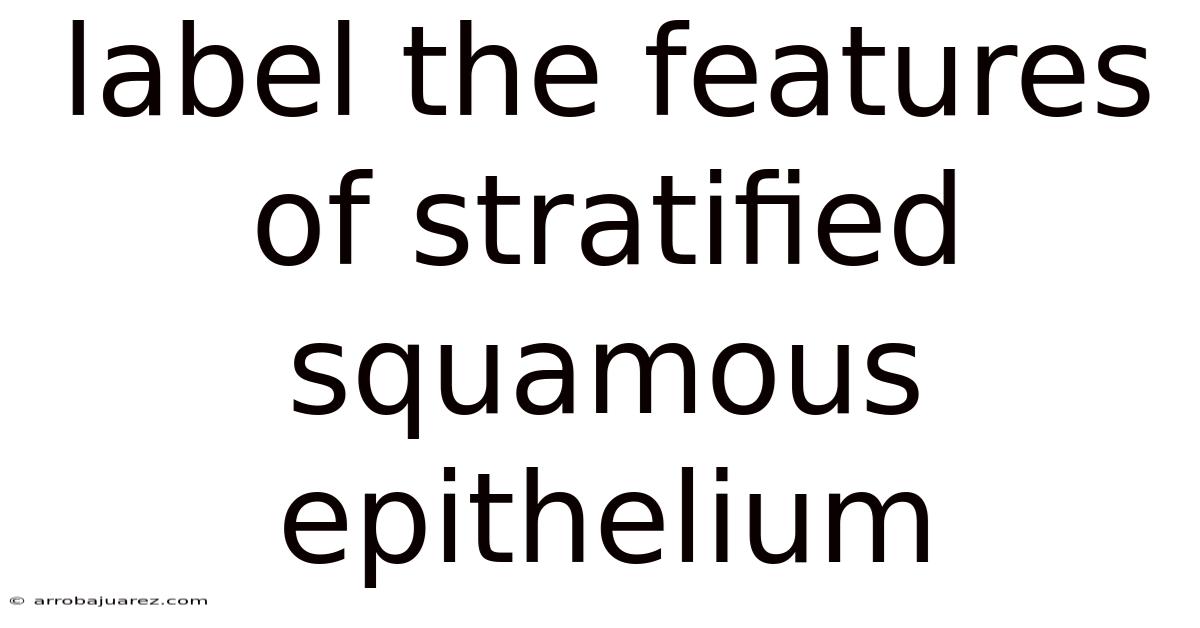 Label The Features Of Stratified Squamous Epithelium