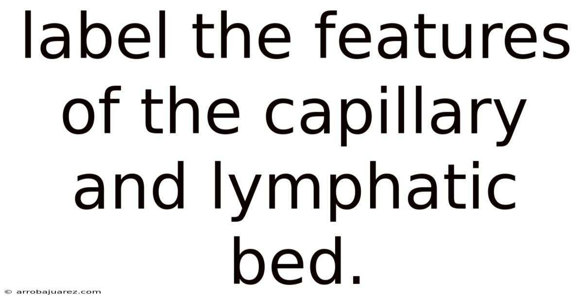 Label The Features Of The Capillary And Lymphatic Bed.