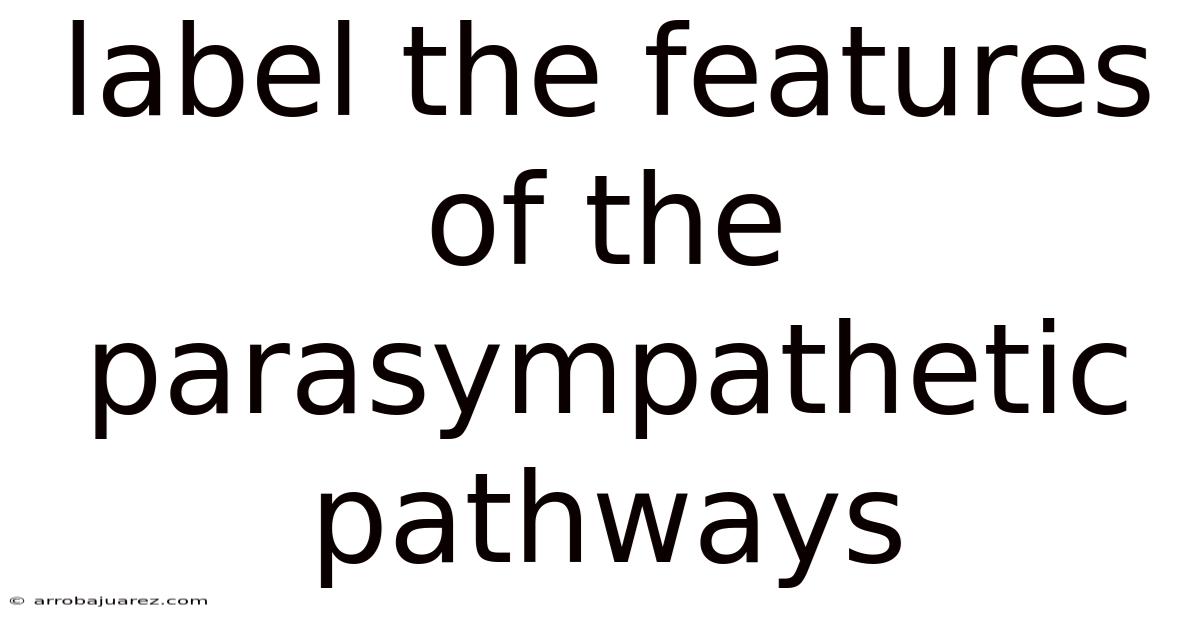 Label The Features Of The Parasympathetic Pathways