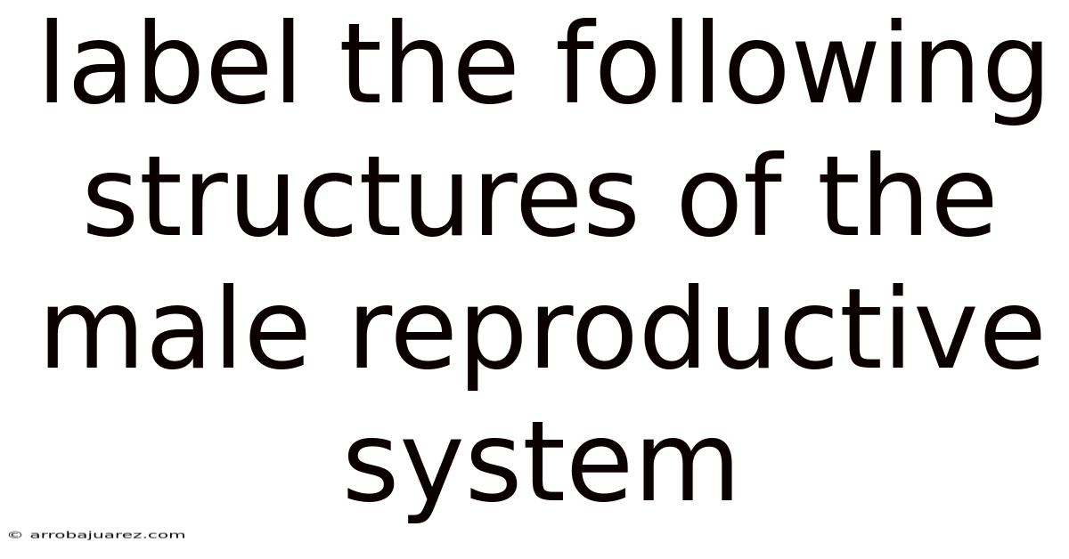 Label The Following Structures Of The Male Reproductive System