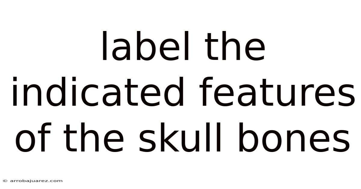 Label The Indicated Features Of The Skull Bones