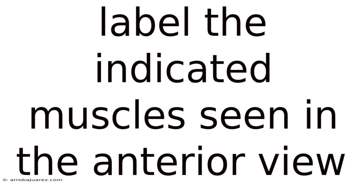 Label The Indicated Muscles Seen In The Anterior View