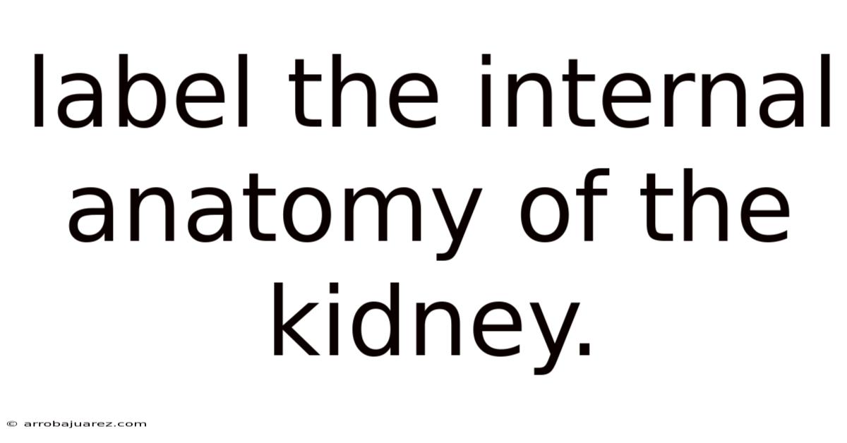Label The Internal Anatomy Of The Kidney.
