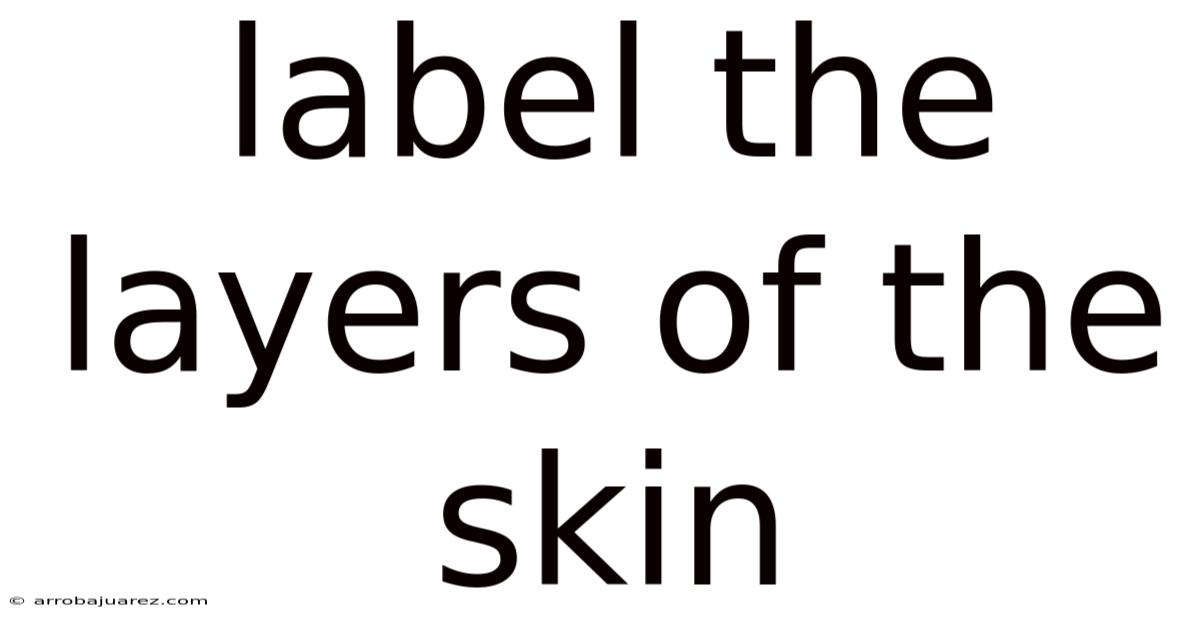 Label The Layers Of The Skin
