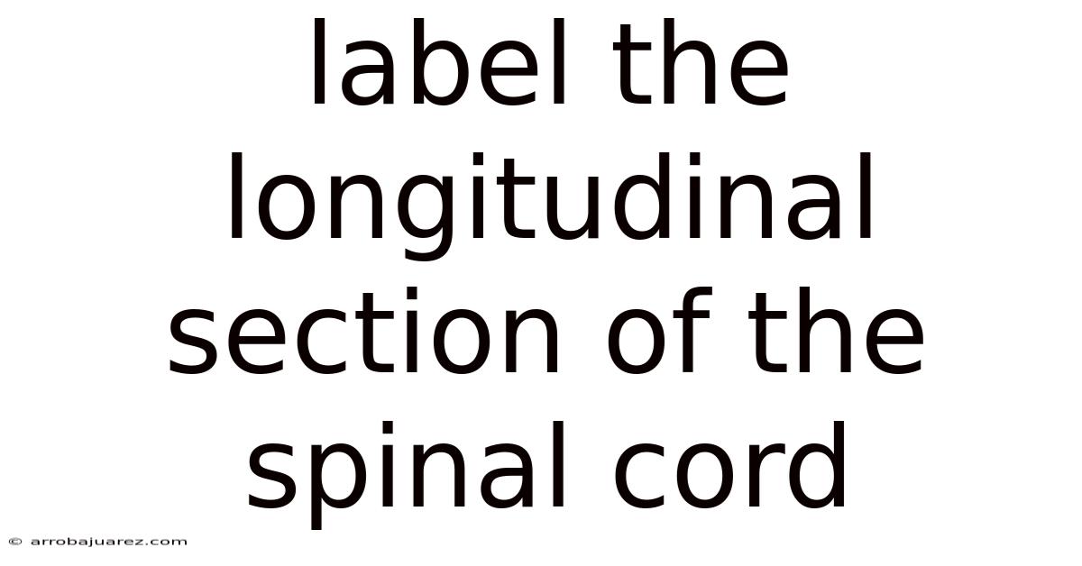 Label The Longitudinal Section Of The Spinal Cord