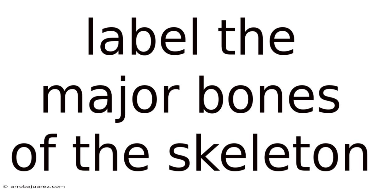 Label The Major Bones Of The Skeleton