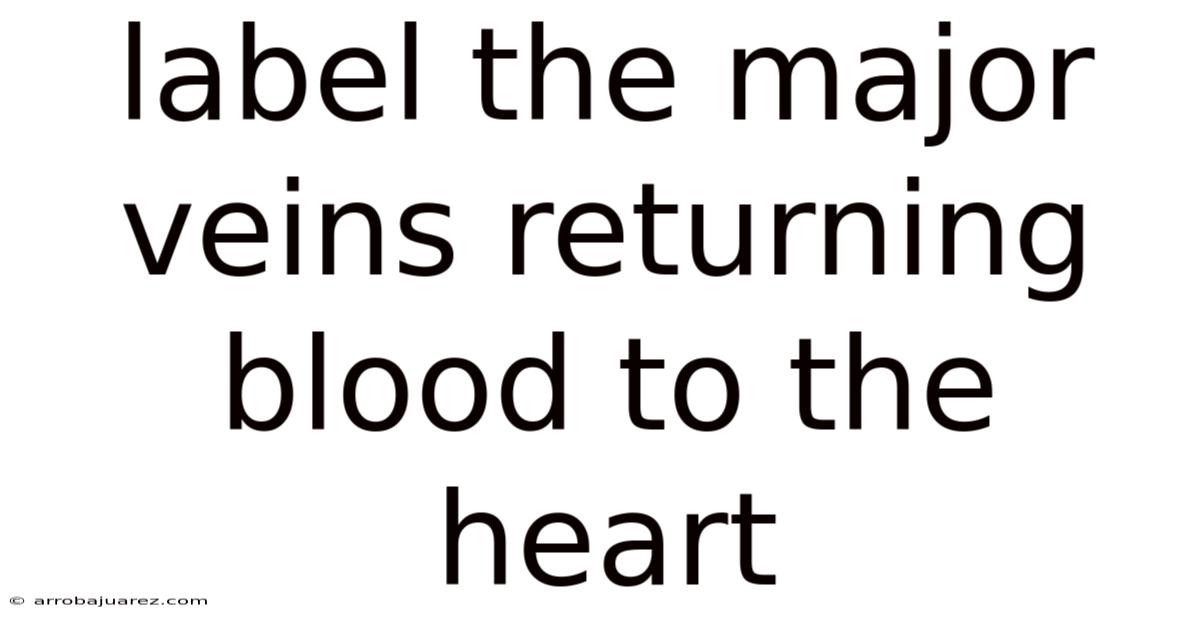 Label The Major Veins Returning Blood To The Heart