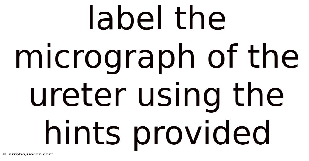 Label The Micrograph Of The Ureter Using The Hints Provided
