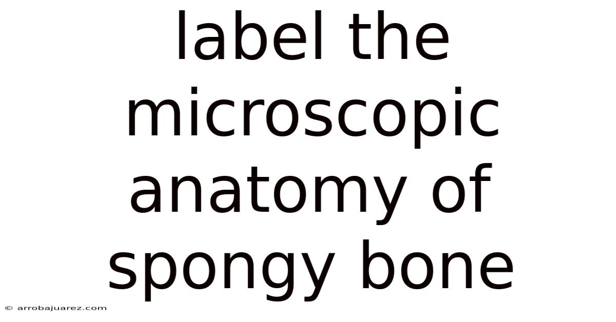 Label The Microscopic Anatomy Of Spongy Bone