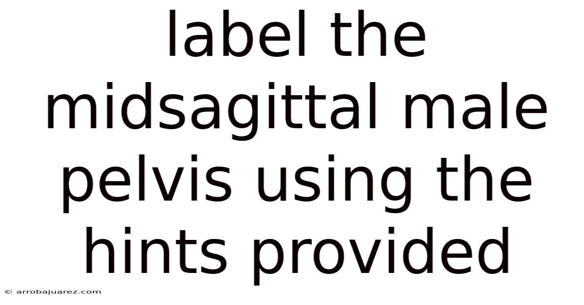 Label The Midsagittal Male Pelvis Using The Hints Provided