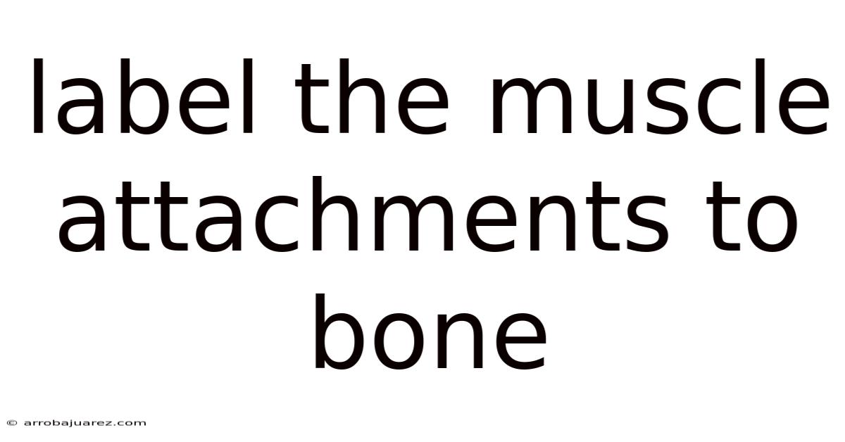 Label The Muscle Attachments To Bone