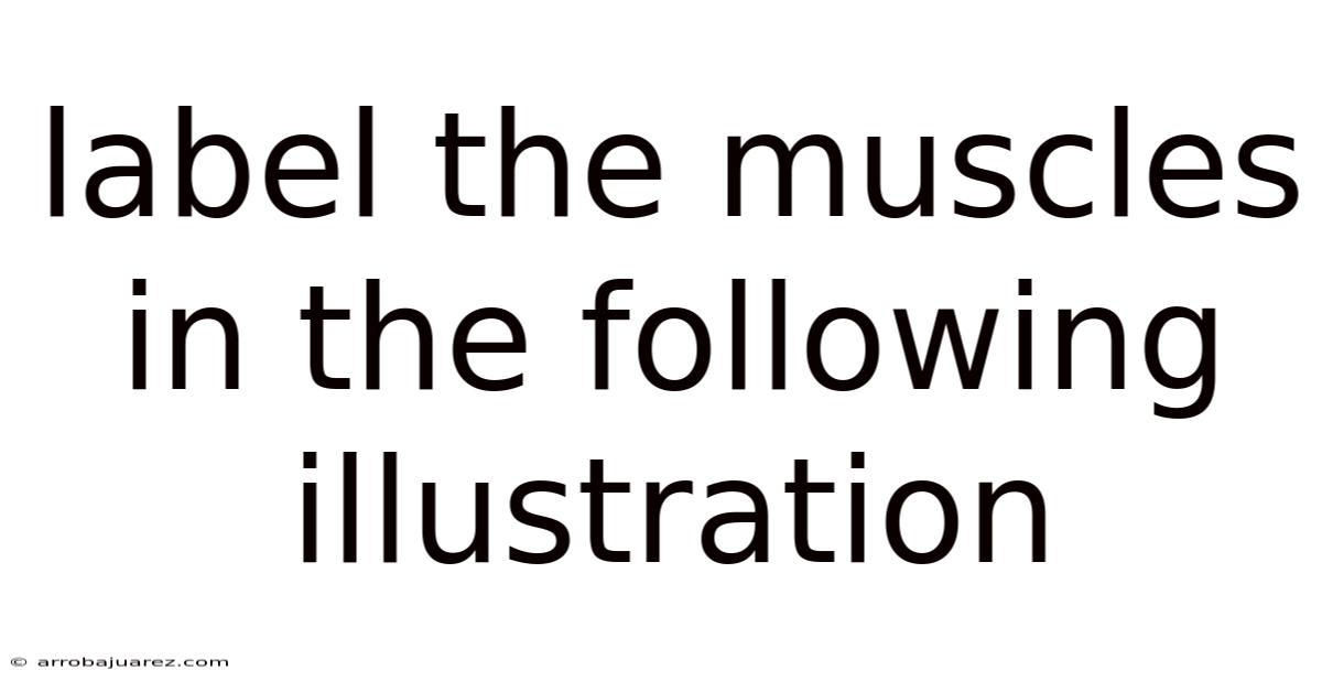 Label The Muscles In The Following Illustration