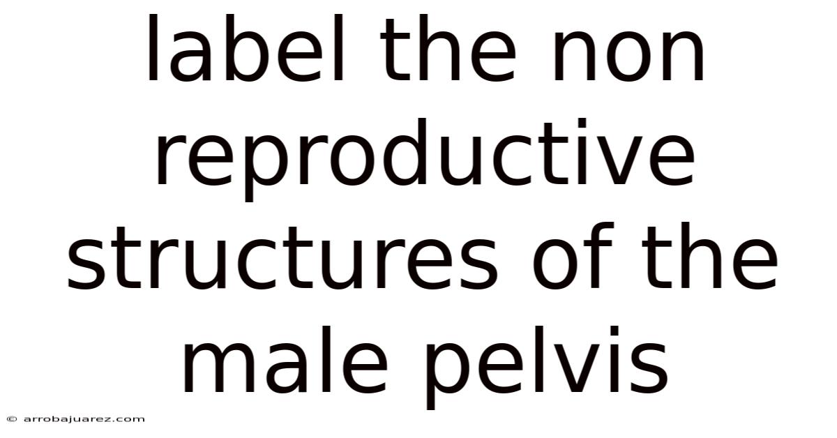 Label The Non Reproductive Structures Of The Male Pelvis