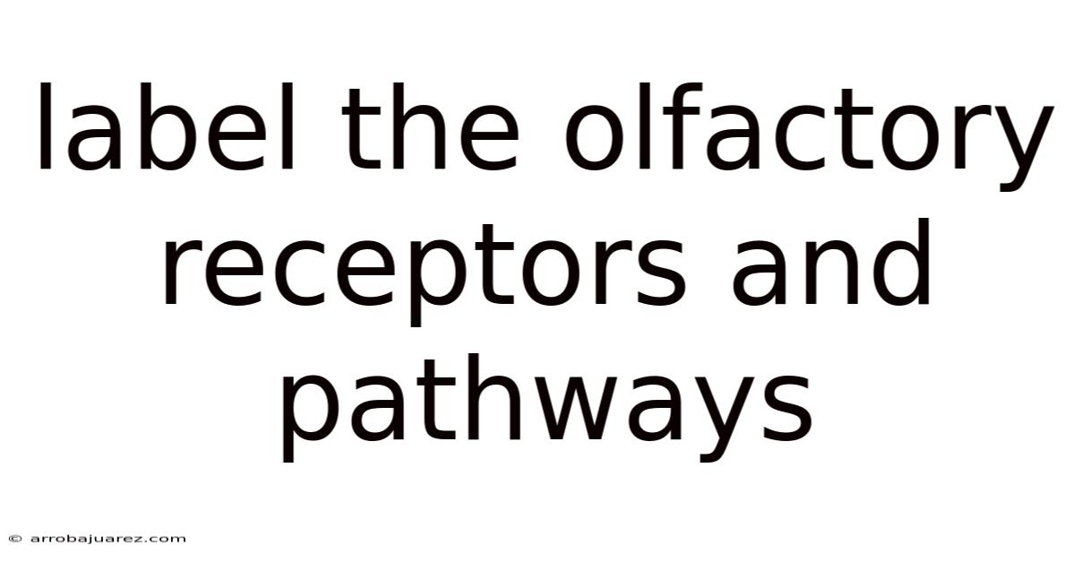 Label The Olfactory Receptors And Pathways