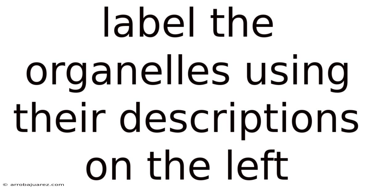 Label The Organelles Using Their Descriptions On The Left