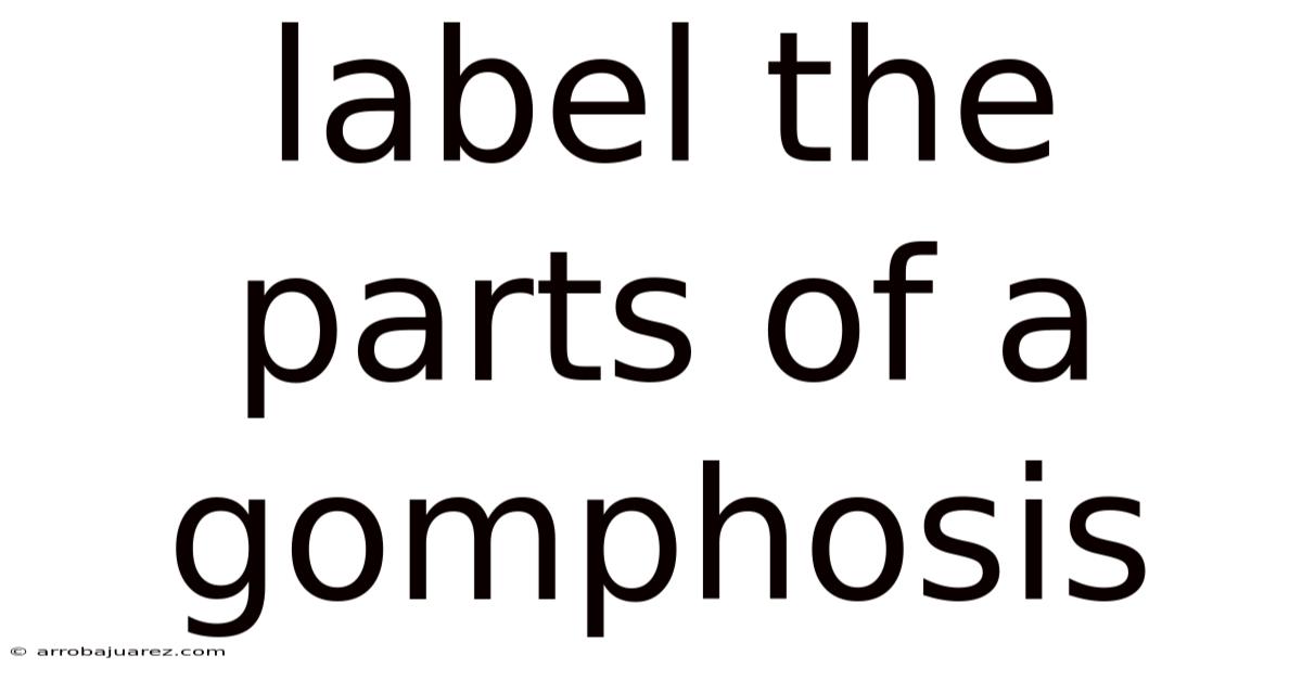 Label The Parts Of A Gomphosis