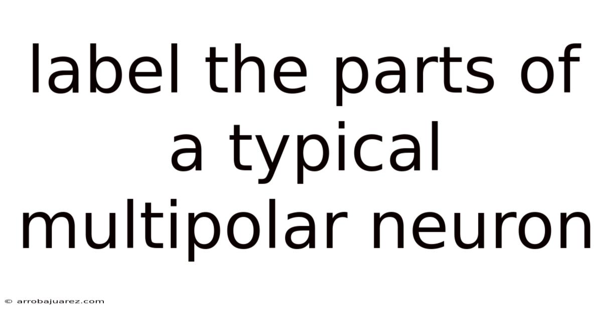 Label The Parts Of A Typical Multipolar Neuron