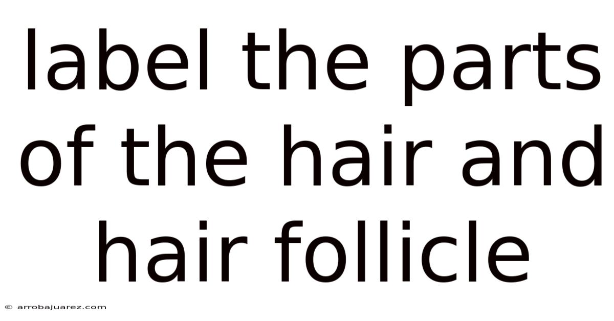 Label The Parts Of The Hair And Hair Follicle